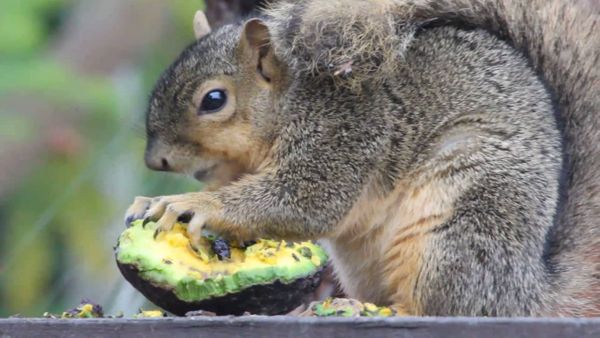 Dear Kitchen Team, Where the @#$& are the Avocados?